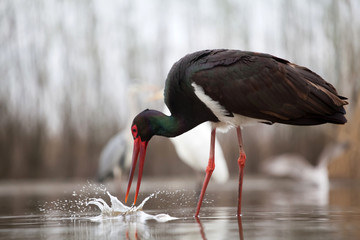 Stork eating fish © erika8213