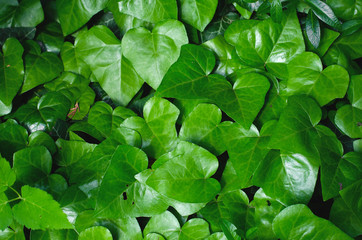 ivy background texture shot made in botanical garden
