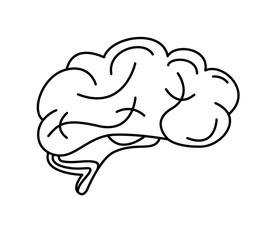 Illustration of human brain on white background