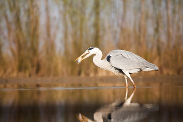 Grey heron eating fish