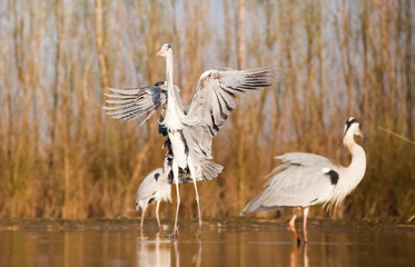 Grey heron eating fish