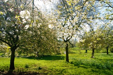 Fototapeta premium City park in spring.