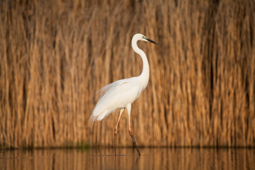 Egret eating fish