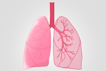 Illustration of human lungs on white background