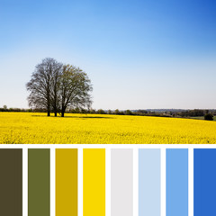 Rape flower meadow palette