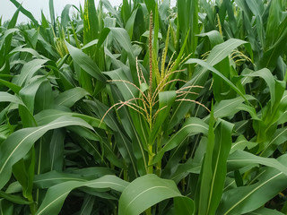 Obraz premium Corn flower tassel sway in the late summer breeze. Green corn field