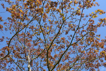 Fototapeta premium Fresh new leaves on a maple tree in early Spring