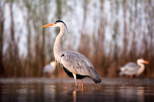 Grey heron eating fish