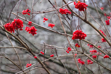 Paysage dans la Vallée de Chevreuse