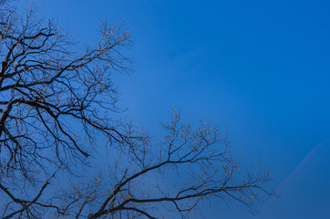 Spring tree. The branches of a tree with swollen buds are ready to blossom from the heat of the sun. Awakening of nature.