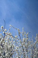 Spring weather - cherry blossomed in the garden.
