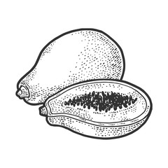 Papaya fruit sketch engraving vector illustration. T-shirt apparel print design. Scratch board imitation. Black and white hand drawn image.