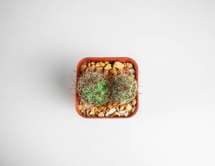 Cactus on a white background.