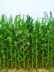 Obraz premium Corn flower tassel sway in the late summer breeze. Green corn field