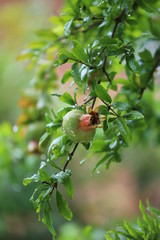grenadier  en été avec  une  grenade