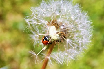 ladybug and white dandelion on the green SONY DSC