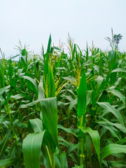 Corn flower tassel sway in the late summer breeze. Green corn field