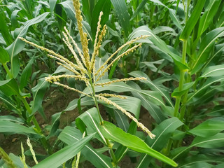 Corn flower tassel sway in the late summer breeze. Green corn field