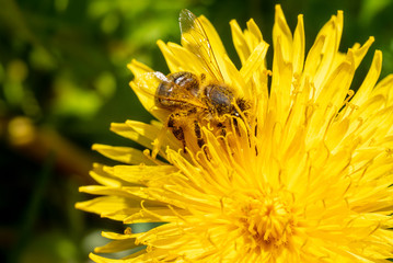 Biene auf Löwenzahnblüte im Frühling