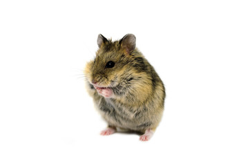 campbell hamster on white background