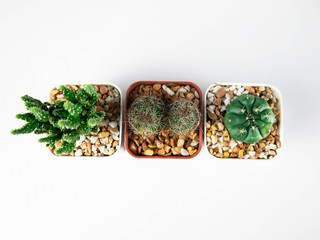 A small cactus in a pot on a white background.