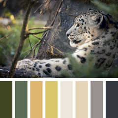 Snow leopard palette