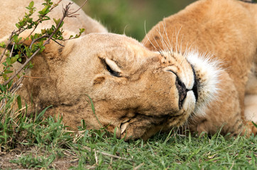 Lioness sleeping, Masai Mara