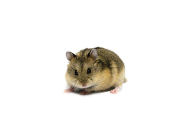 hamster on white background