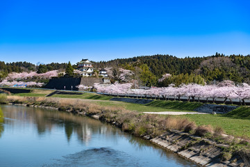 Fototapeta na wymiar 日本　涌谷城満開の桜並木と江合川