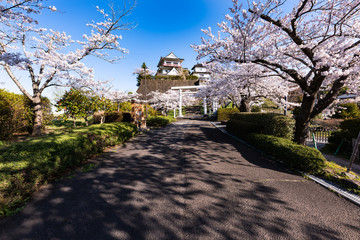 Obraz premium 日本 涌谷城満開の桜並木とお城
