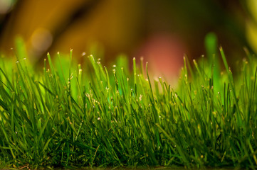 green grass with dew