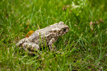 frog on the grass