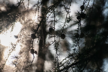 sunset in the forest