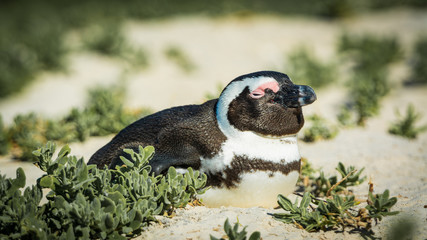 Pinguin on the beach
