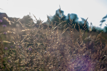 grass in the morning