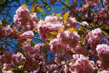 pink cherry blossom