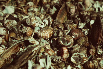 fresh raw mussel as seafood background