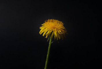 Close up photo of dandelion flower