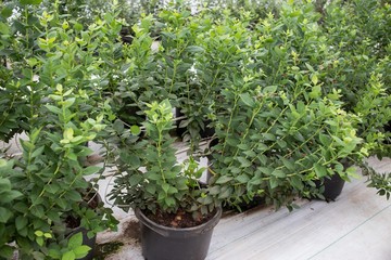 Invernadero agricultura para zarzamora y berrys