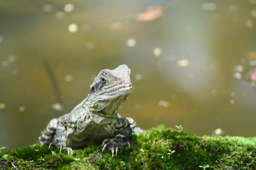 green lizard in the sun