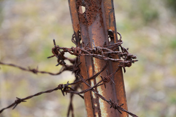 木, 自然, ブランチ, フェンス, ワイヤー, 木, 緑, かかり, 森, 古い, とぶ, マクロ, 秋, むし, さびた, 植える, ソーン, 庭, 葉, 有刺鉄線, 鳥
