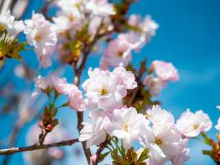 Kirschblüten an einem sonnigen Frühlingstag