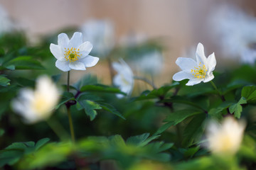 Early spring flower anemone nemorosa on the background of bokeh green grass. Majestic nature wallpaper with forest flowers. Floral springtime. Location place Ukraine, Europe.