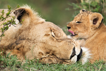 Lioness and her cub, Masai Mara