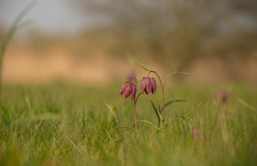 Snakes head fritillary, Fritillaria meleagris, spring in an Oxfordshire meadow