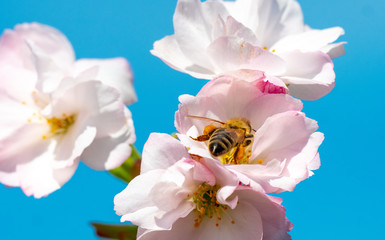 Naklejka na ściany i meble Biene auf Kirschblüte an einem sonnigen Frühlingstag