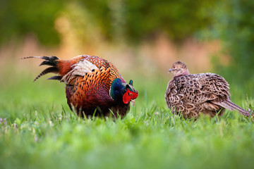 Pair of common pheasant, phasianus colchicus, in courting season in spring nature. Male bird showing affection to female and displaying colorful feathers to impress her.