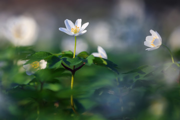 Early spring flower anemone nemorosa on the background of bokeh green grass. Majestic nature wallpaper with forest flowers. Floral springtime.