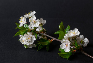 Close up photo of plum branch with blossom flowers
