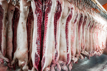 pigs in a slaughterhouse - meat industry